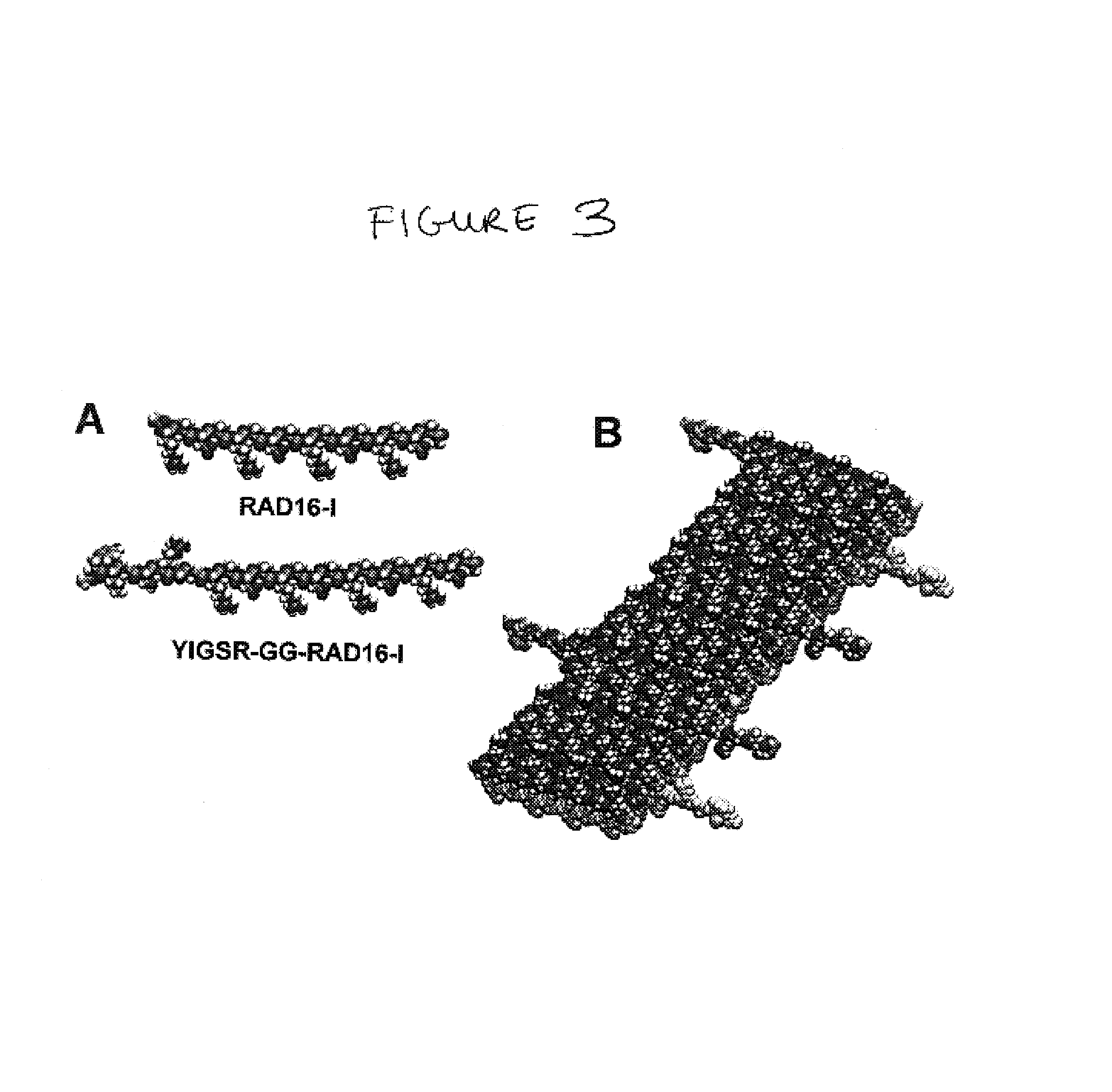 Self-assembling peptides incorporating modifications and methods of use thereof