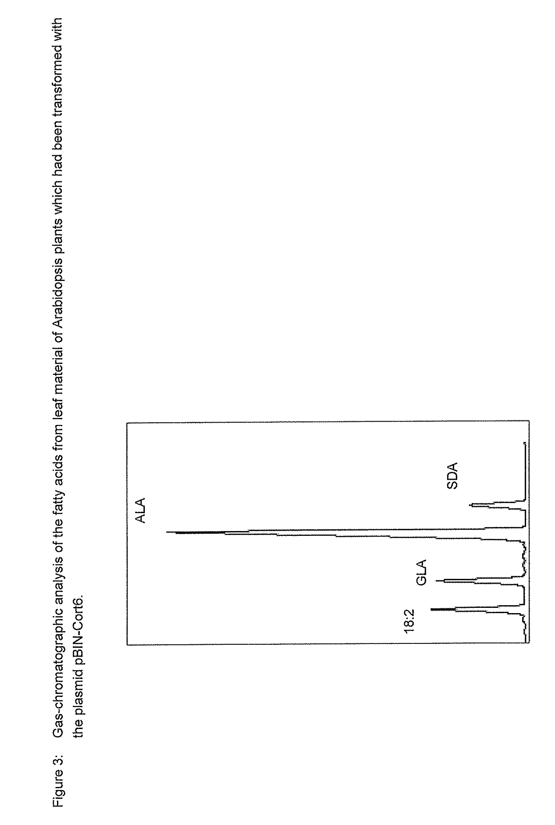 Method for the production of γ-linolenic acid and/or stearidonic acid in transgenic Brassicaceae and Linaceae