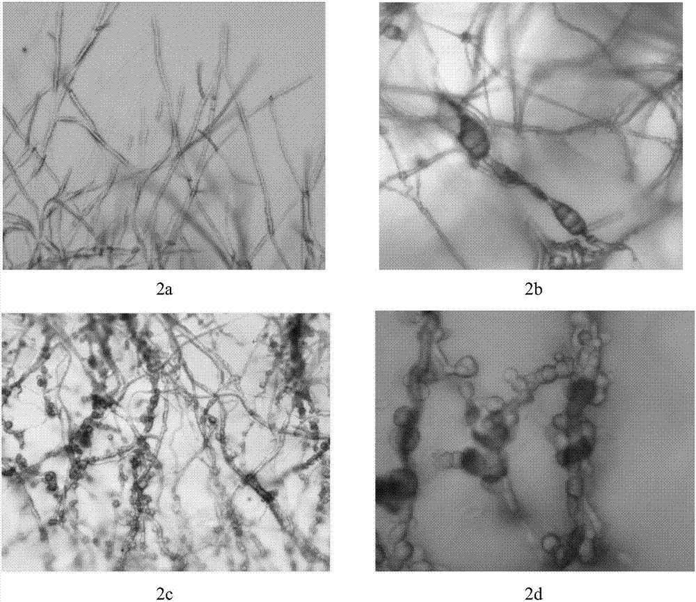 Preparation method of biocontrol microbial agent for controlling apple tree fungal diseases
