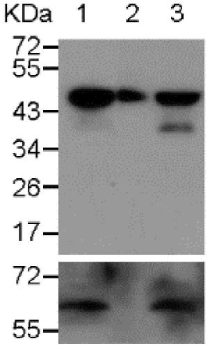 Method for extracting cyst-like protein