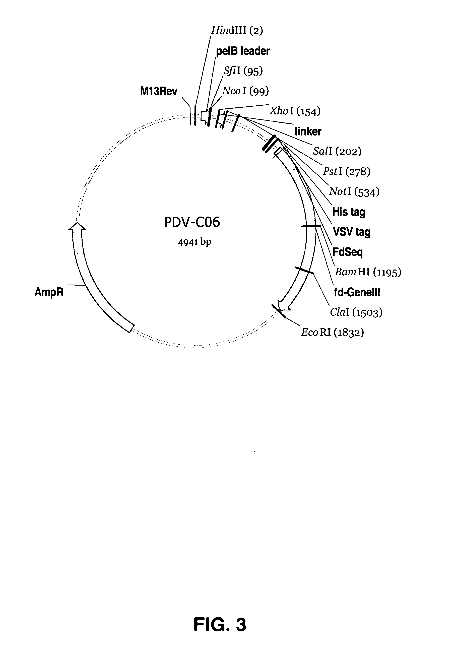Binding molecules capable of neutralizing rabies virus and uses thereof