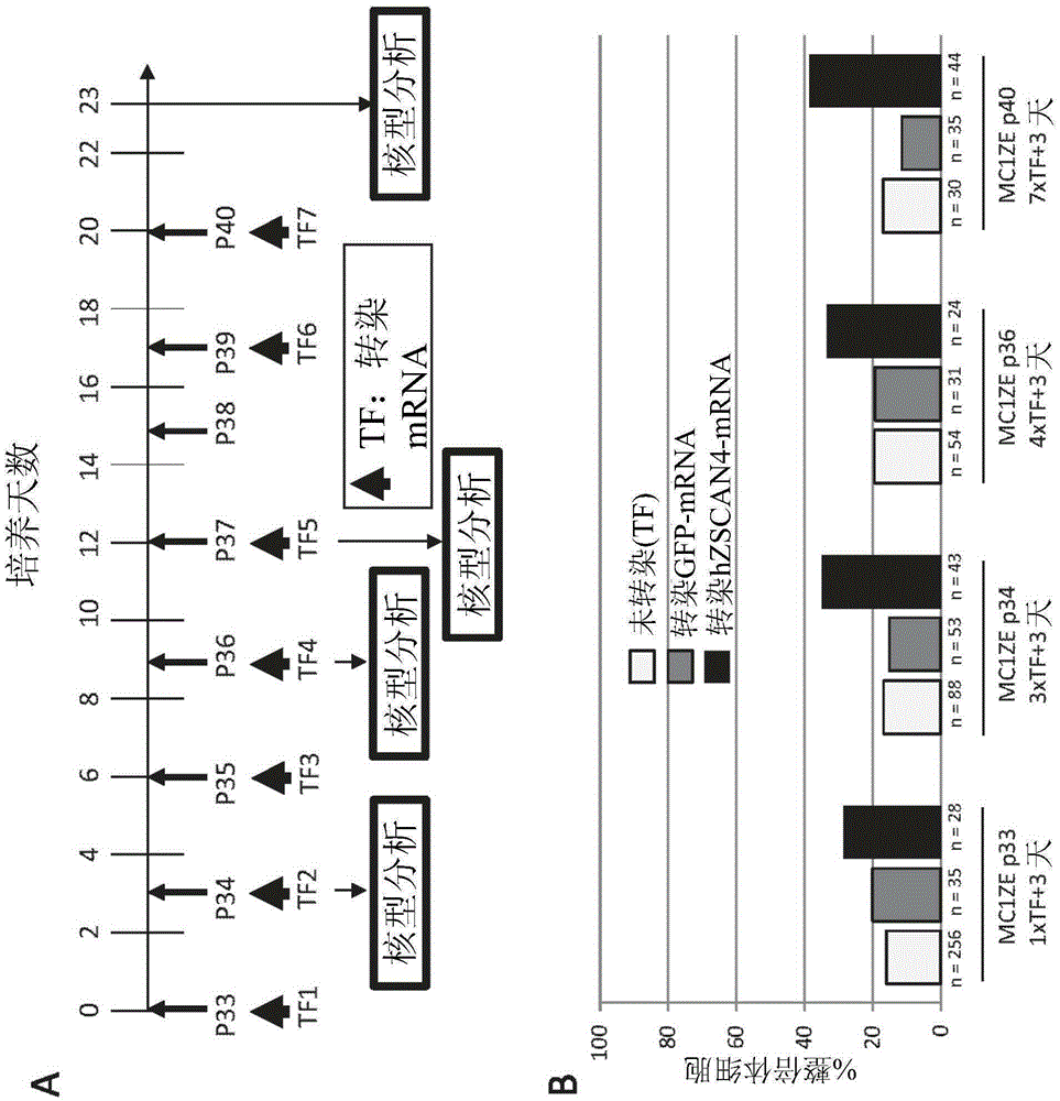 Methods of using ZSCAN4 for rejuvenating human cells