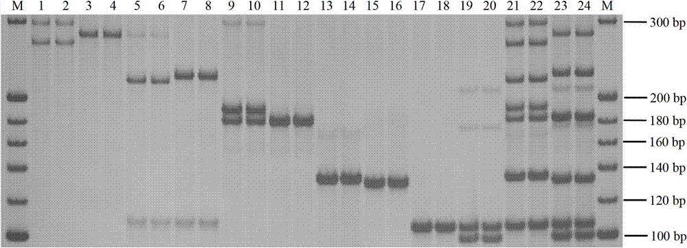 Universal multiple PCR (Polymerase Chain Reaction) method