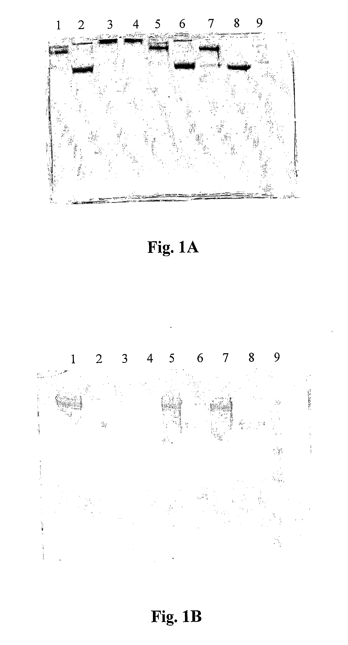 Method for Obtaining Modified Proteins and Viruses with Intact Native Binding Site