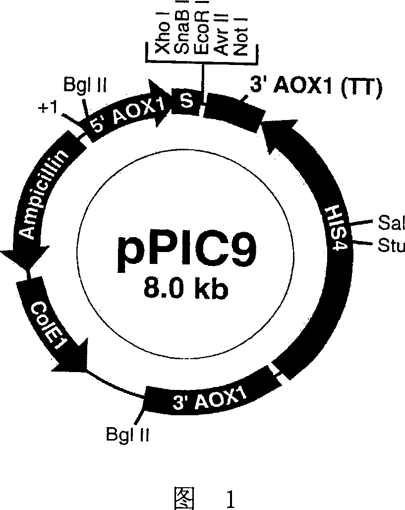 Fusion protein possessing growth facilitation action and its coding gene and uses