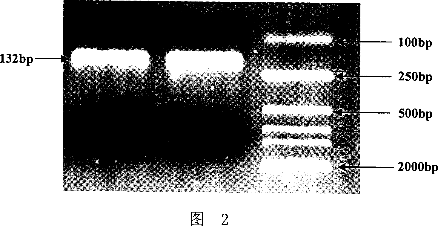 Fusion protein possessing growth facilitation action and its coding gene and uses