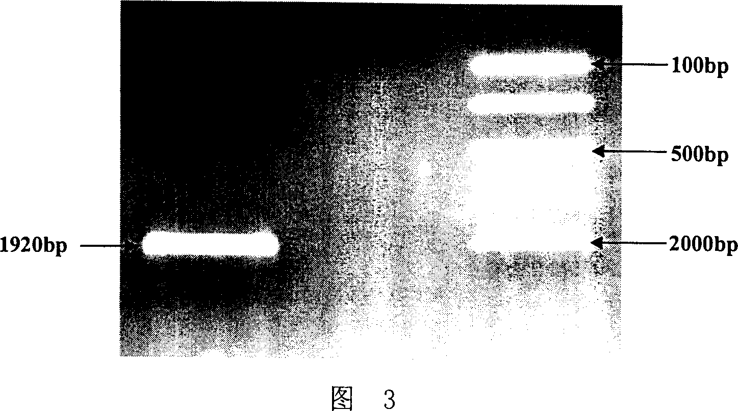 Fusion protein possessing growth facilitation action and its coding gene and uses