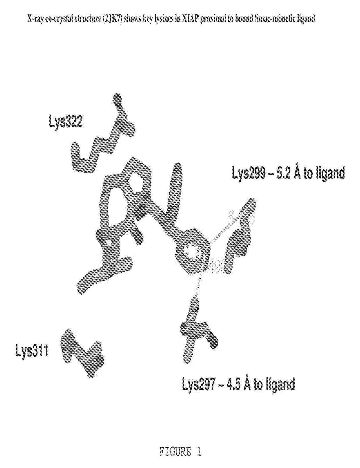 Ligand-Directed Covalent Modification of Protein