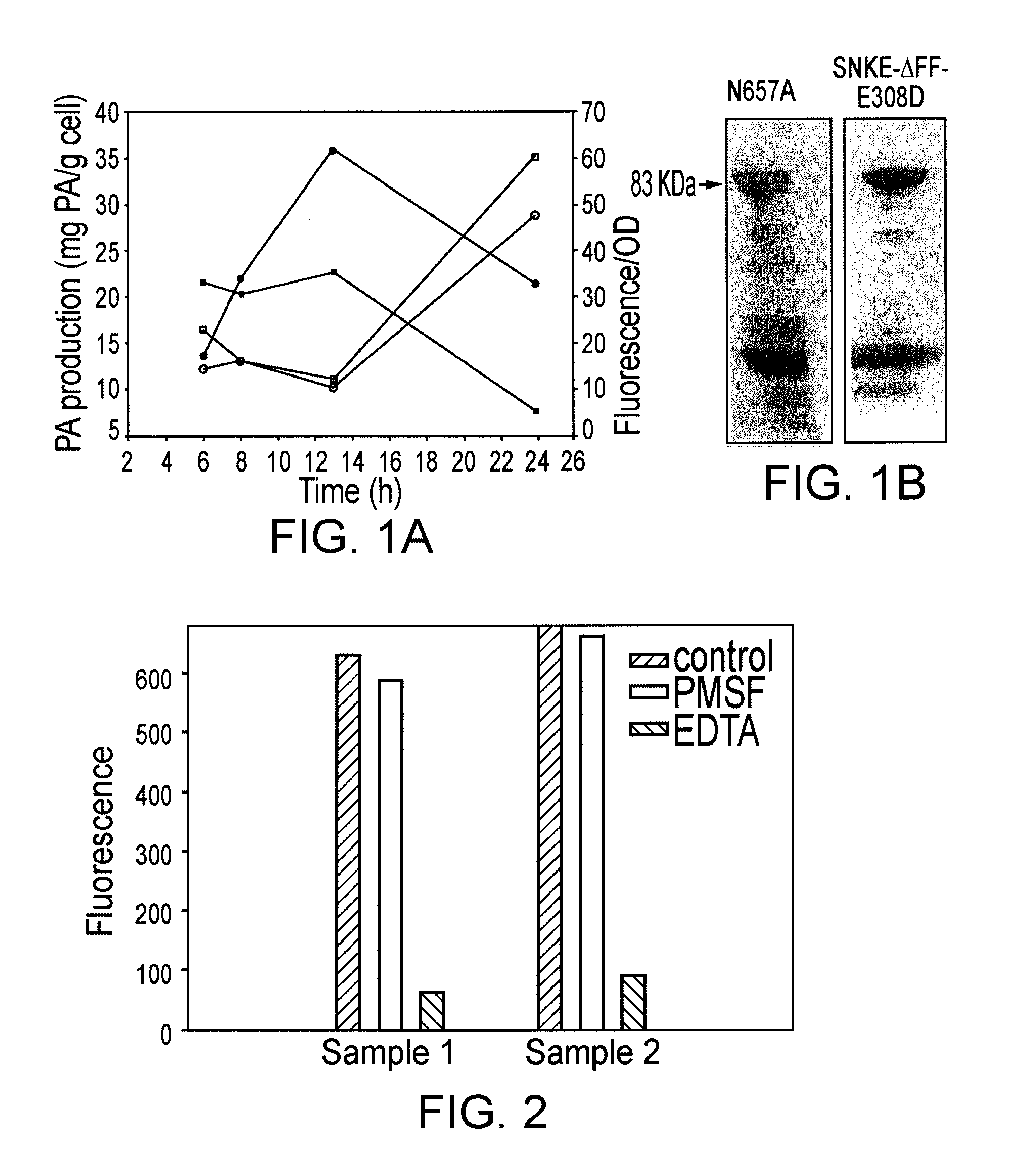 Recombinant modified bacillus anthracis protective antigen for use in vaccines