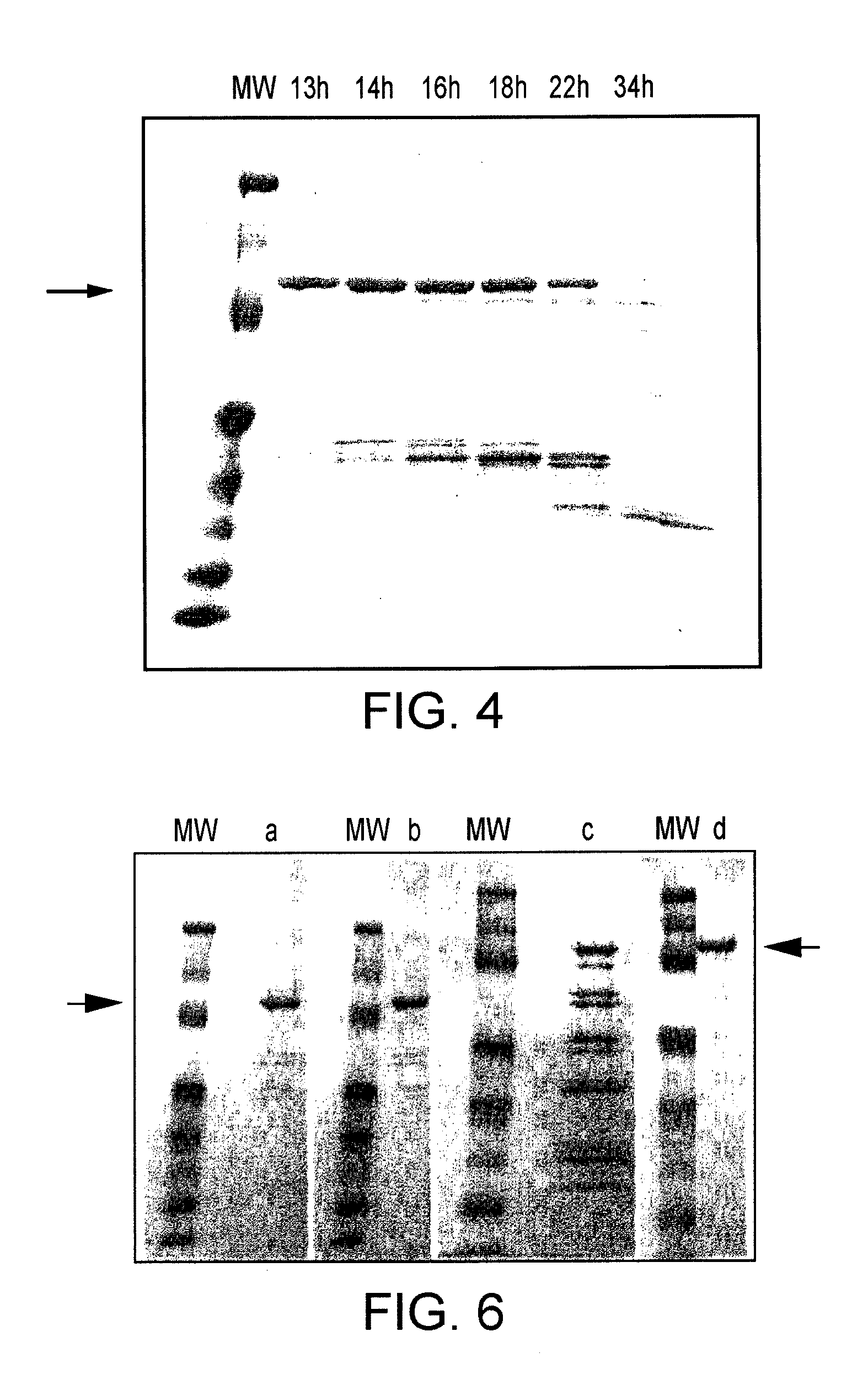 Recombinant modified bacillus anthracis protective antigen for use in vaccines