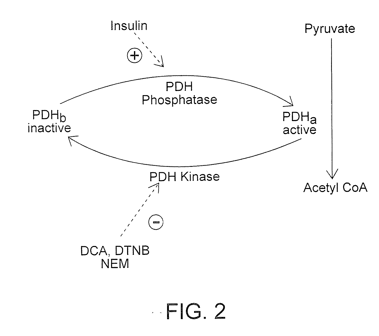 Method of increasing endogenous adiponectin production and leptin production