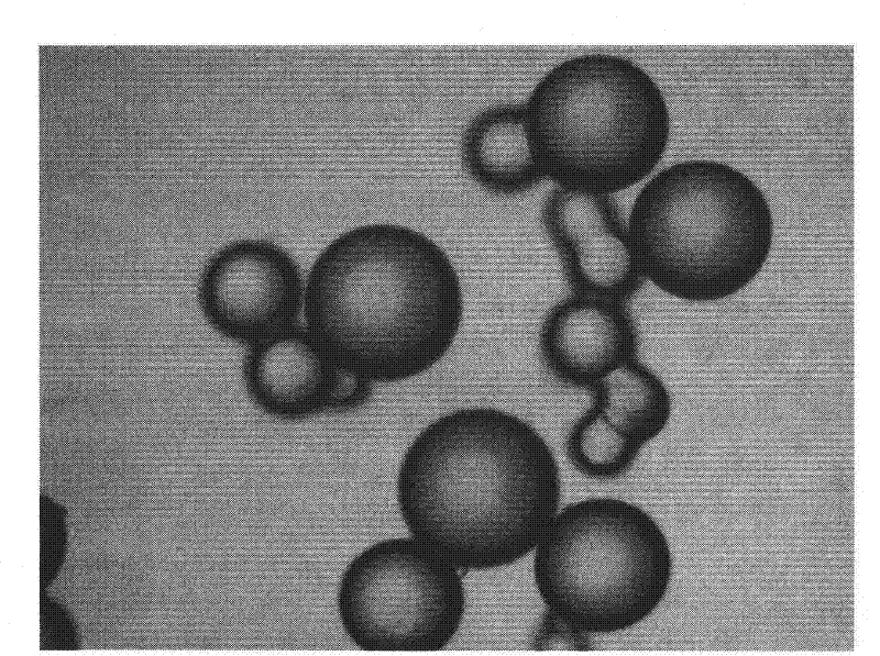 Method for preparing anionic polyacrylamide microspheres