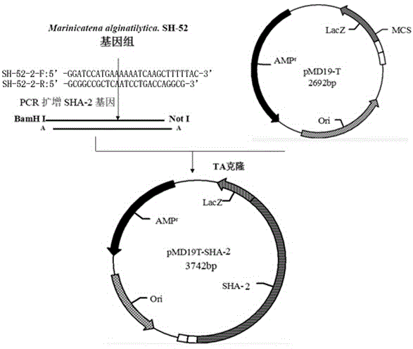 Alginate lyase SHA-2 gene and expression vector thereof