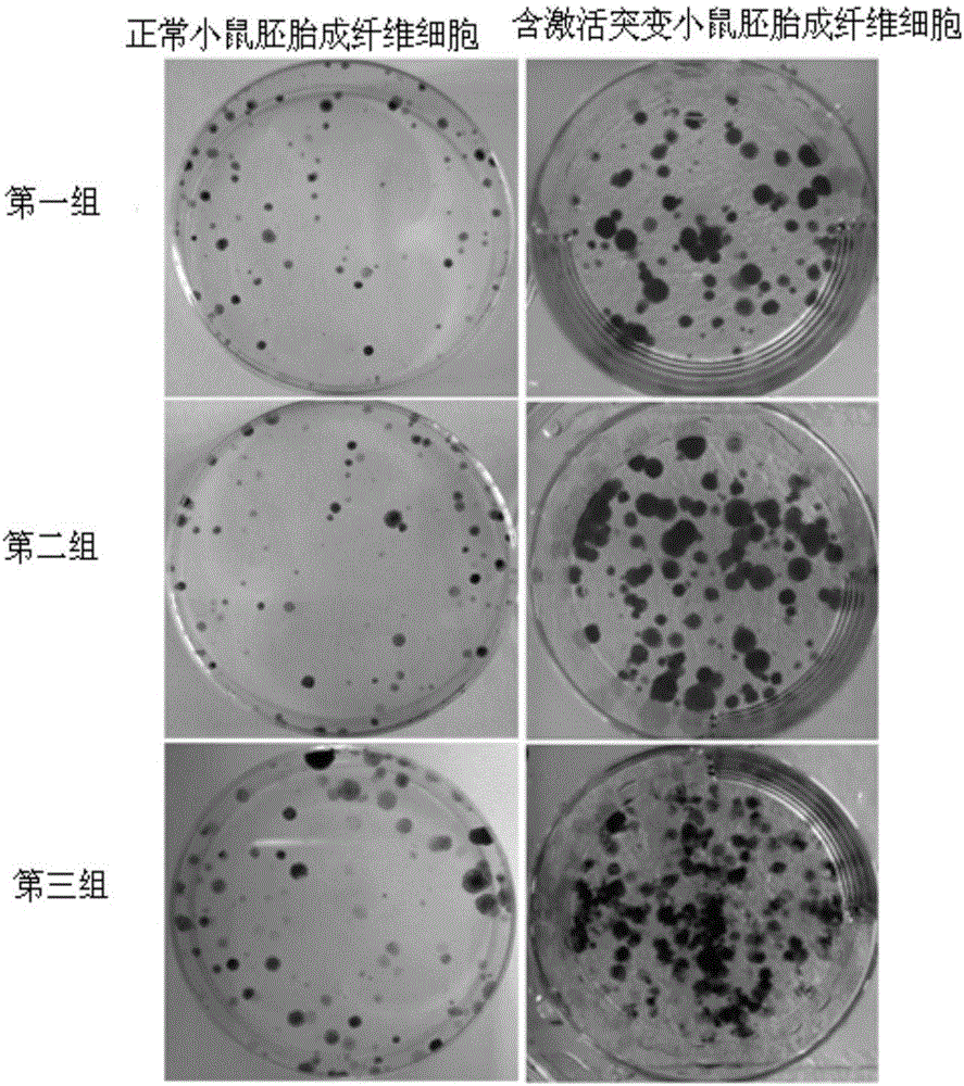 Exposing method for transformation-mode nanomaterial induced mammalian cell malignant transformation