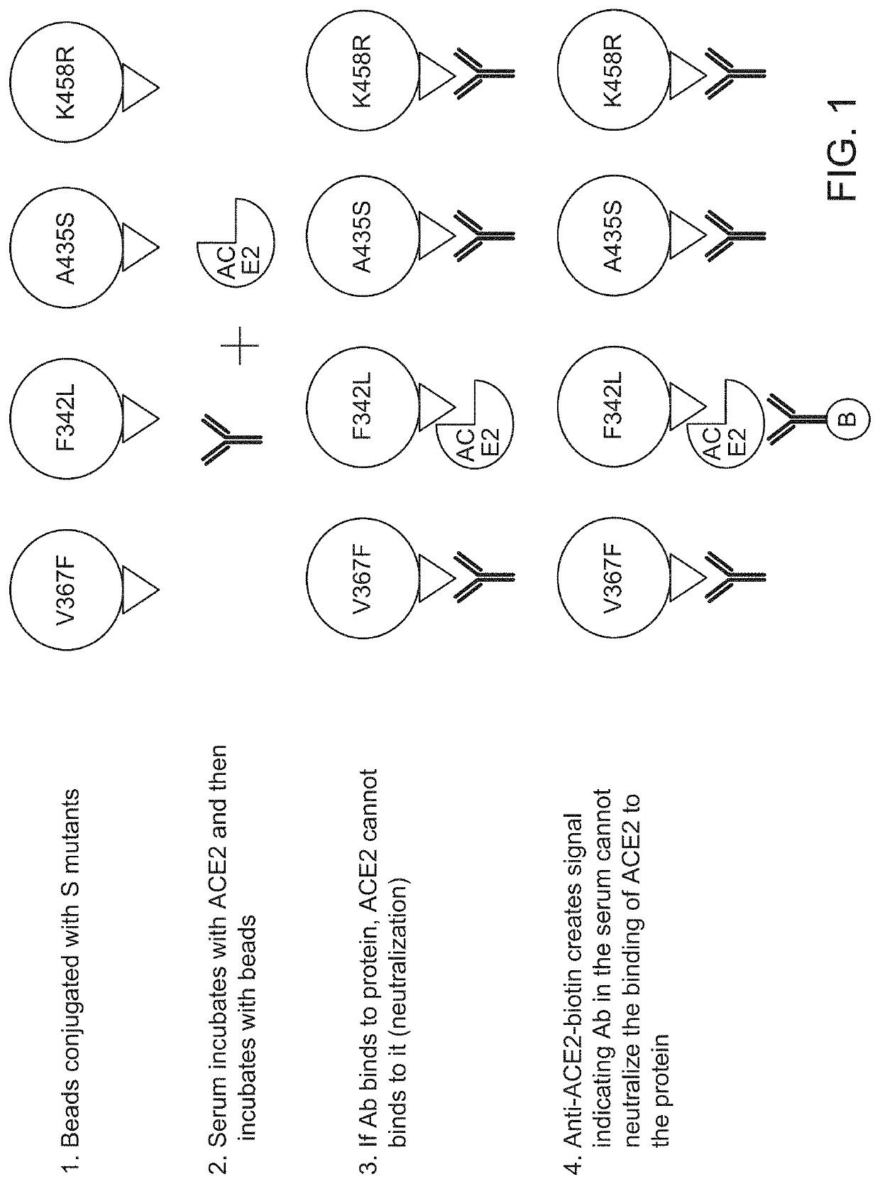 Immunoassay for sars-cov-2 neutralizing antibodies and materials therefor