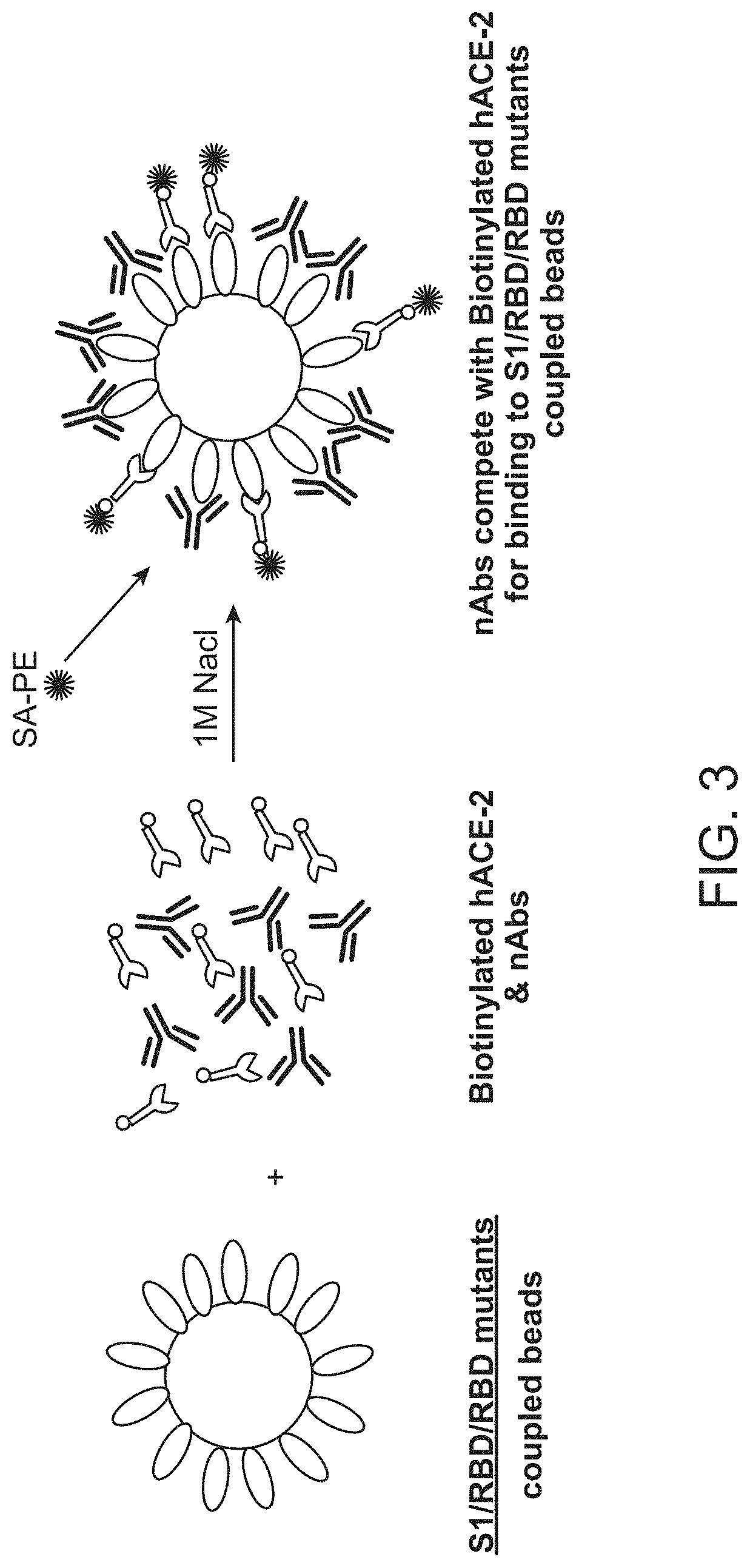 Immunoassay for sars-cov-2 neutralizing antibodies and materials therefor