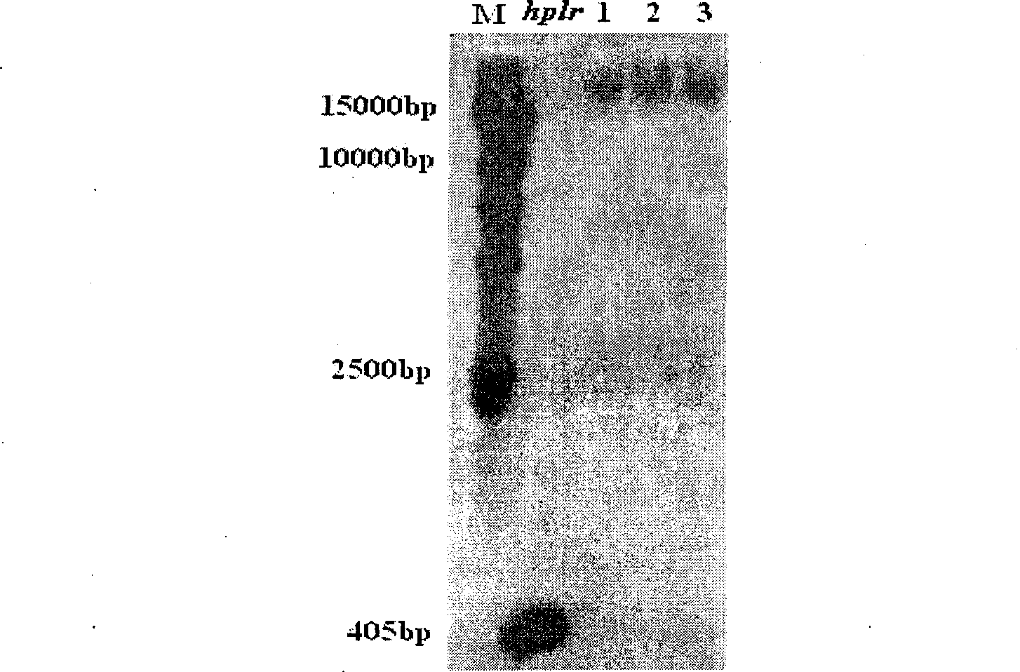 Wheat hpfw gene, expression production and uses thereof