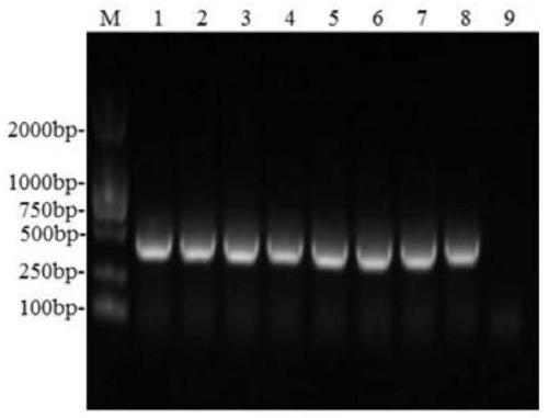 Indirect ELISA antibody detection kit for African swine fever virus p54 recombinant protein, and preparation method thereof