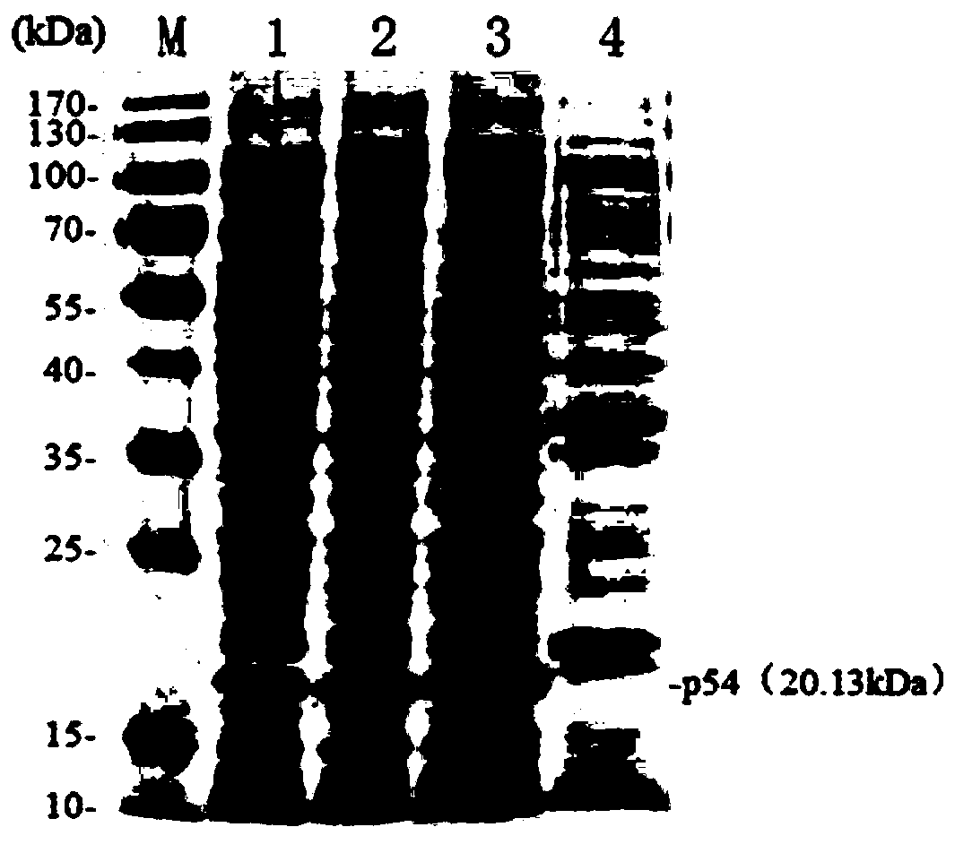 Indirect ELISA antibody detection kit for African swine fever virus p54 recombinant protein, and preparation method thereof