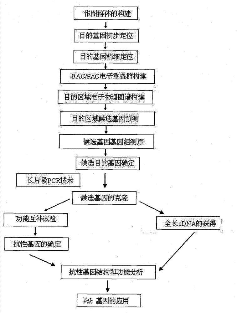 Rice blast resistance gene Pik and application thereof