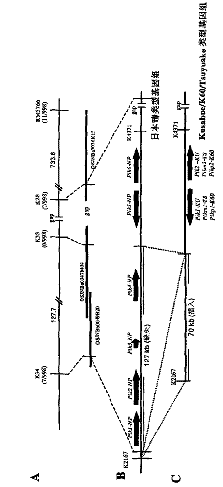 Rice blast resistance gene Pik and application thereof