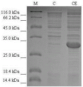 Sorbitol dehydrogenase gene from pseudomonas syringae and application of sorbitol dehydrogenase gene