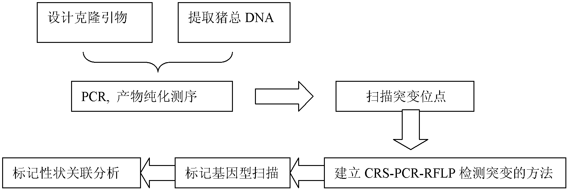 A kind of cd169 gene related to pig immune traits and its preparation method and application