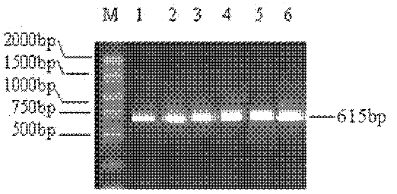 A kind of cd169 gene related to pig immune traits and its preparation method and application