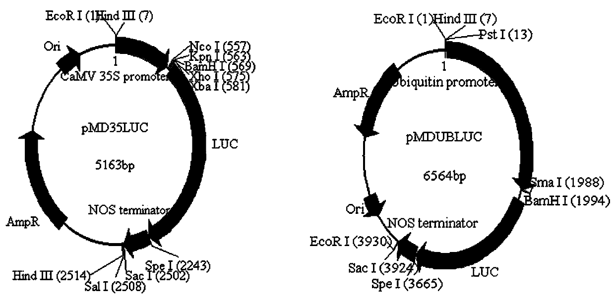 Method for living-body whole-plant detection of transgenic plant by luciferase and application thereof in transgenic maize