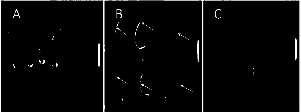 Method for living-body whole-plant detection of transgenic plant by luciferase and application thereof in transgenic maize