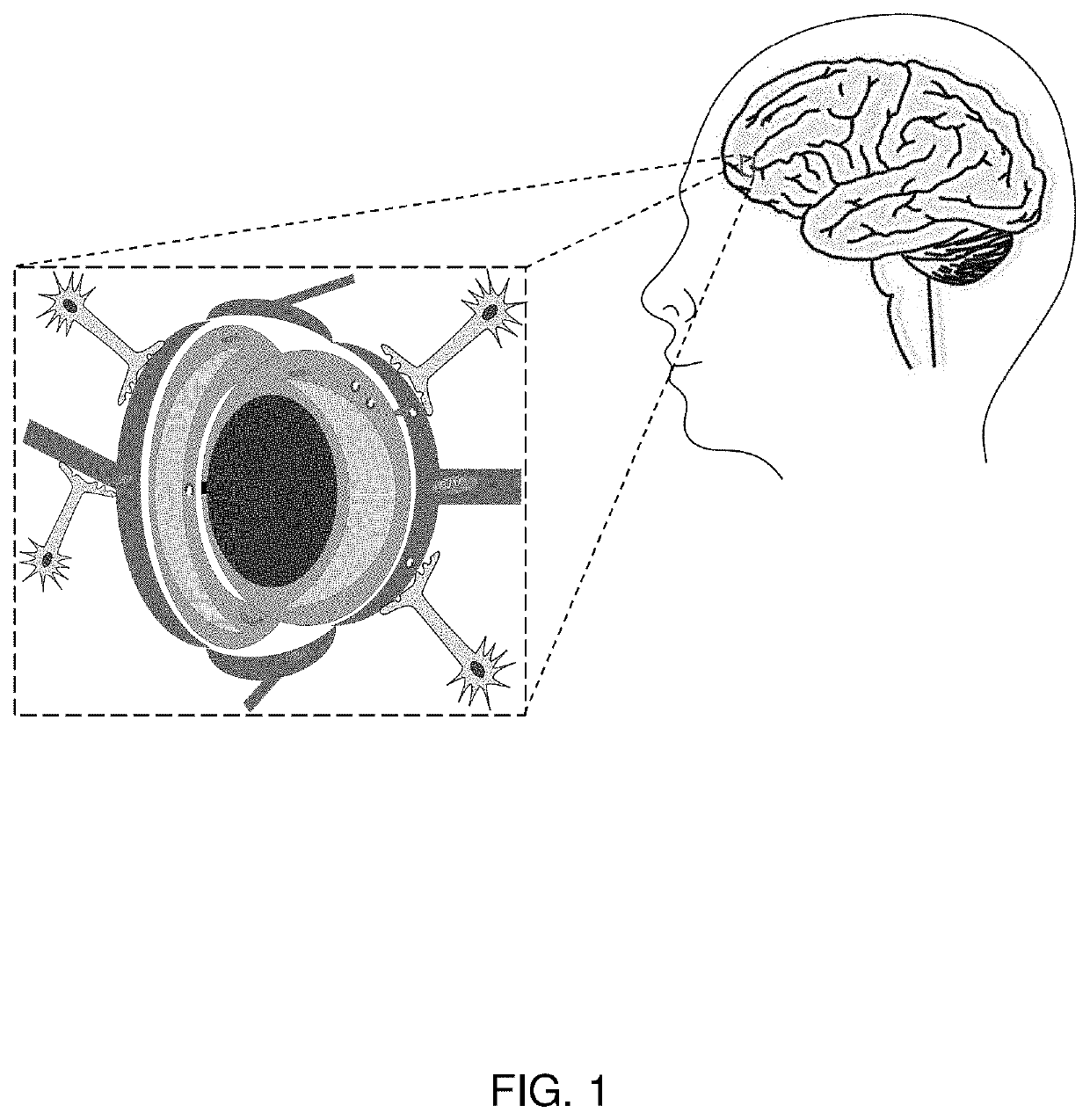 Blood brain barrier models and methods to generate and use the same