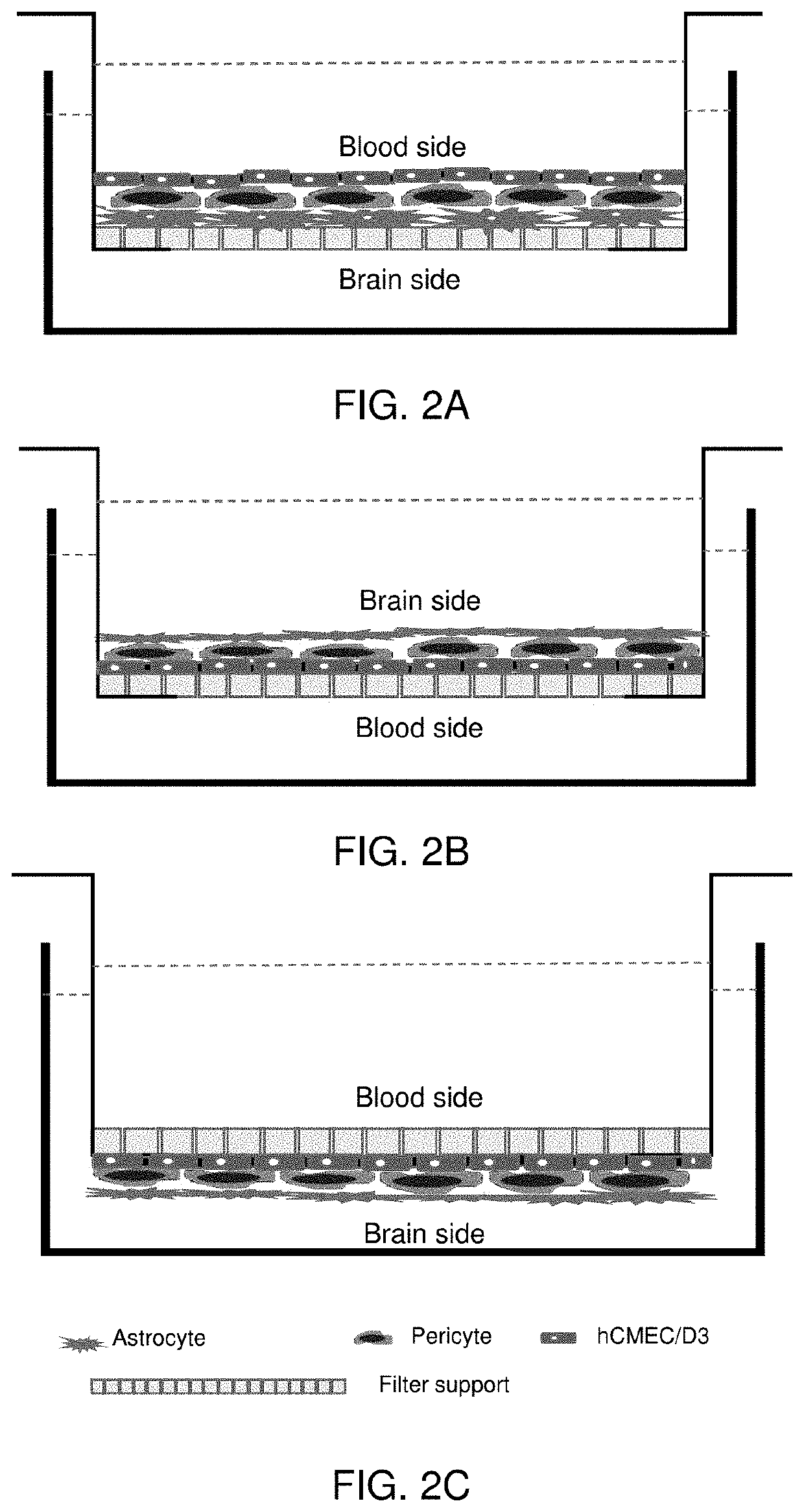 Blood brain barrier models and methods to generate and use the same