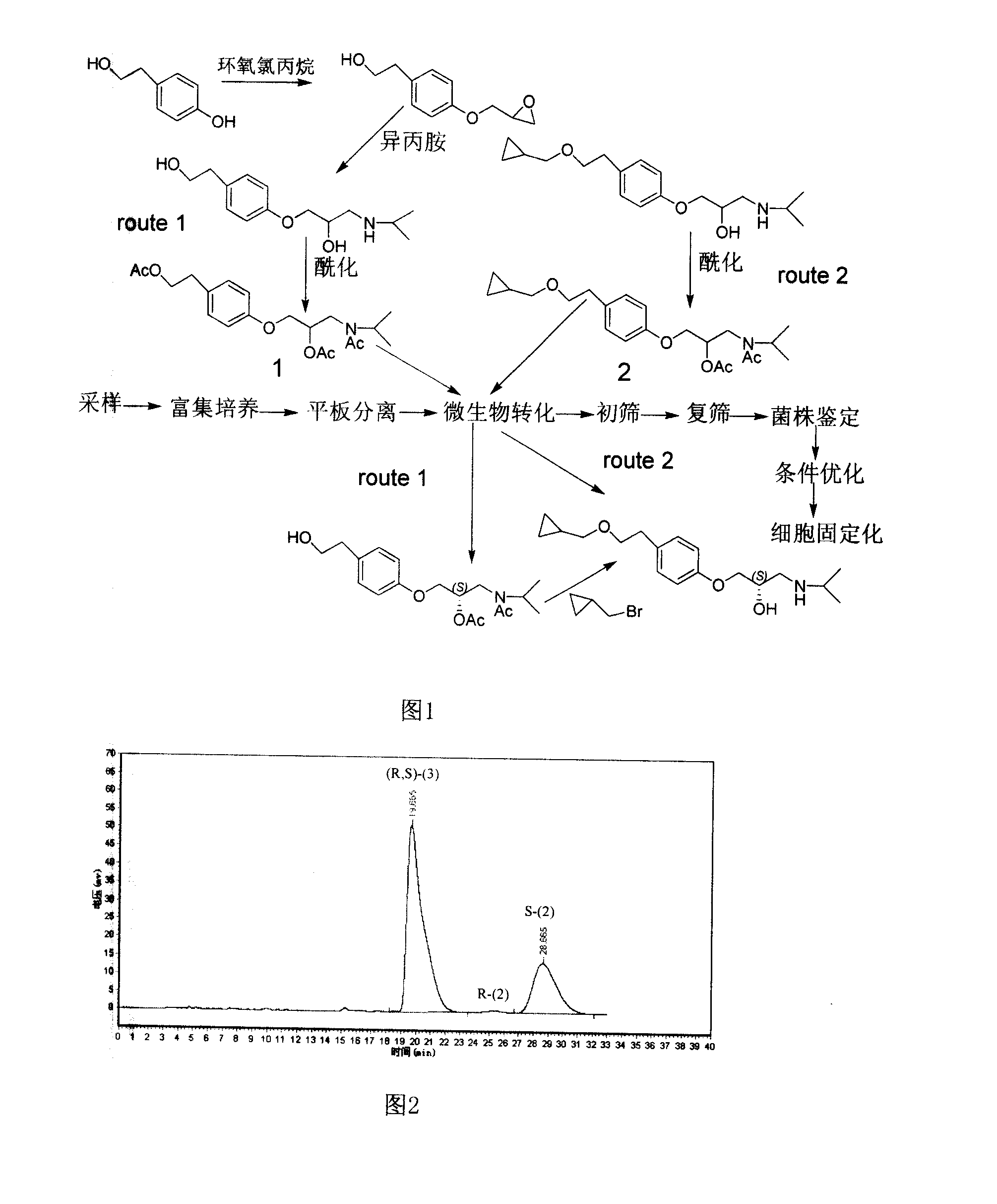 Saccharomycete with stereoselectivity lipase liveness and application in producing S- type betaxolol hydrochloride with biological split method thereof