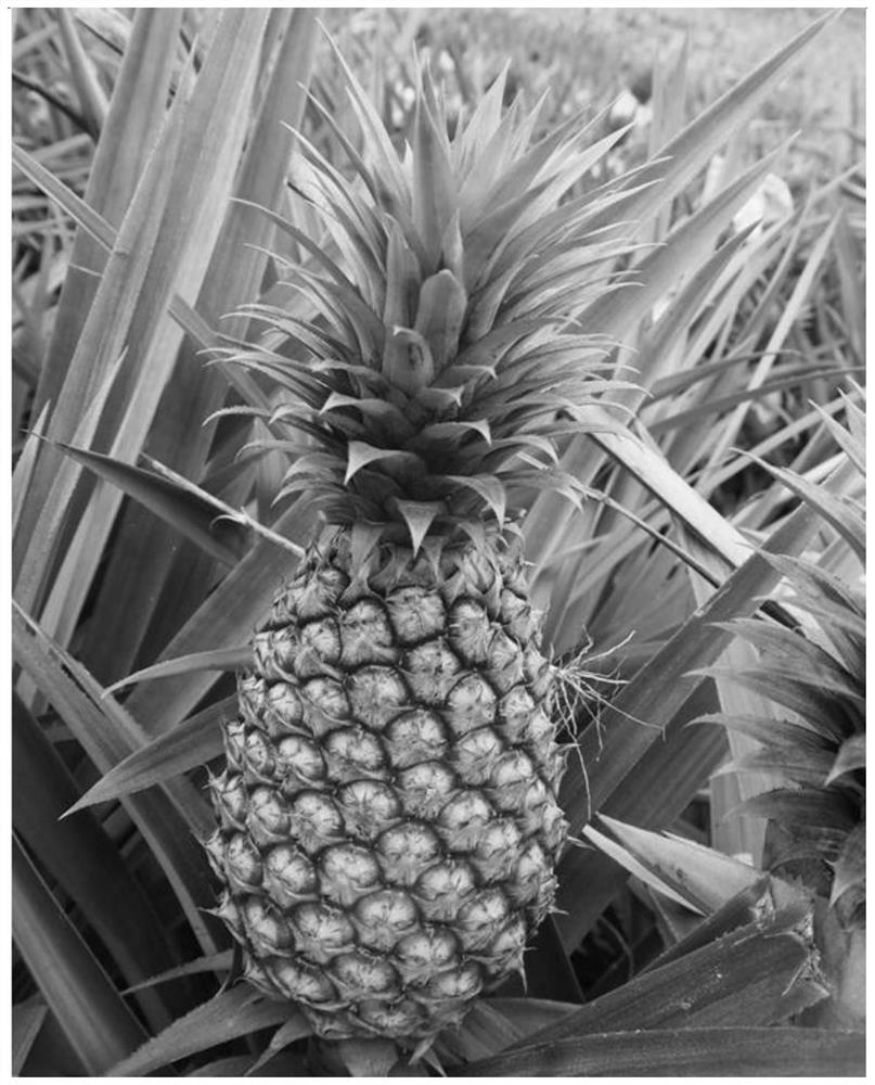 Method for planting pineapples by using organic formula fertilizer
