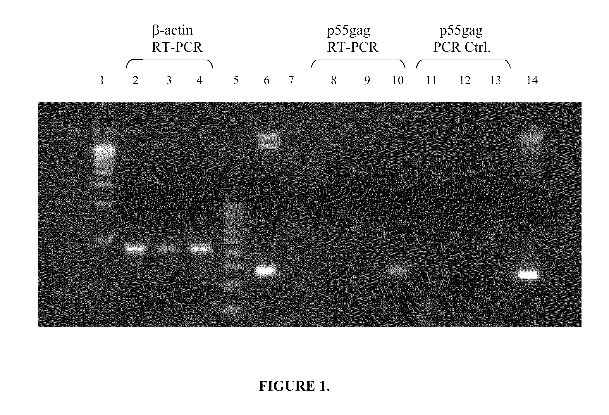 Microparticle-Based Transfection and Activation of Dendritic Cells