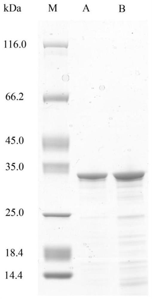 A marine-sourced collagen-expanding protease vp9 and its coding gene and application