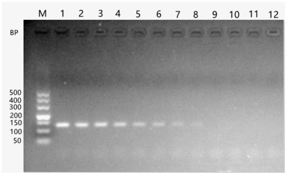 Fluorescent quantitative PCR kit and primer for detecting chicken infectious anemia virus
