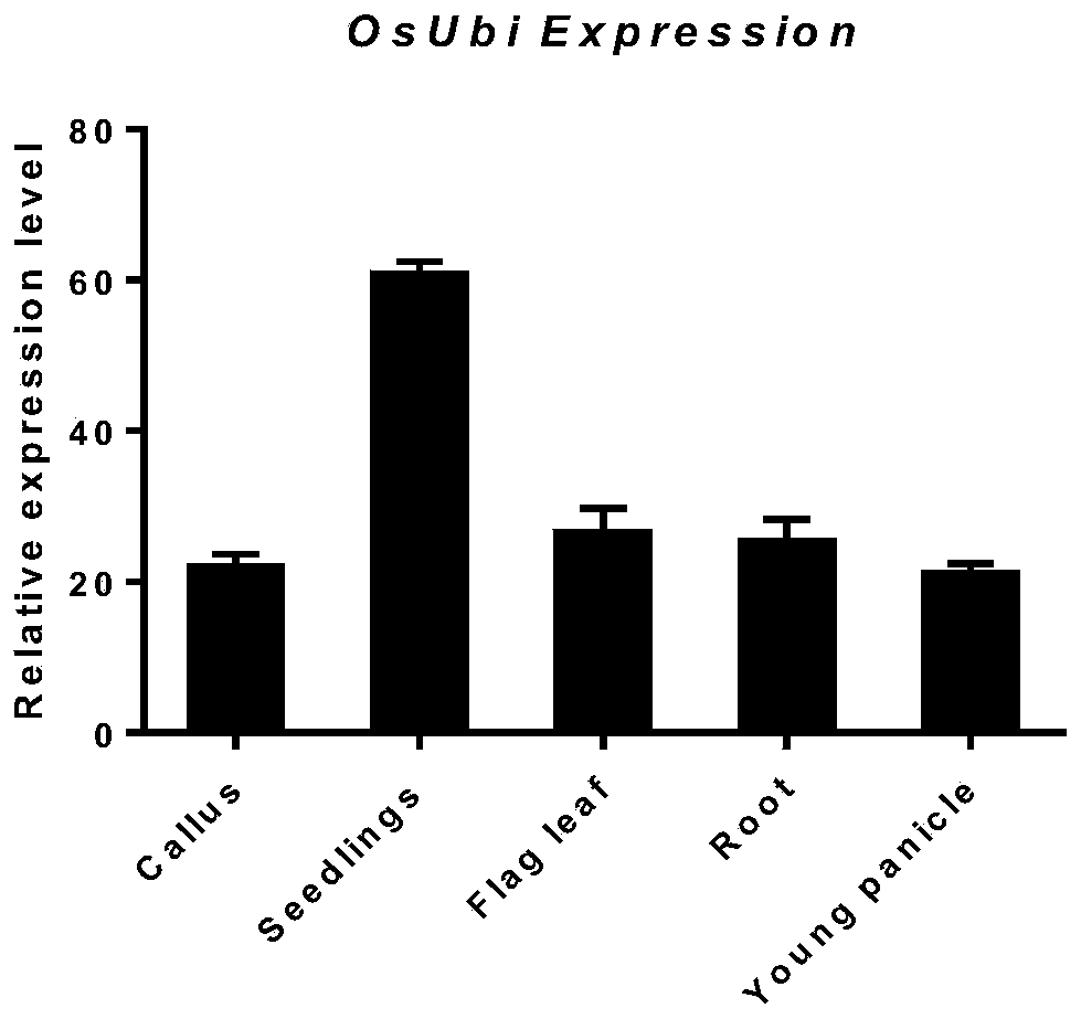 Plant constitutive promoter OsUbipro and application thereof