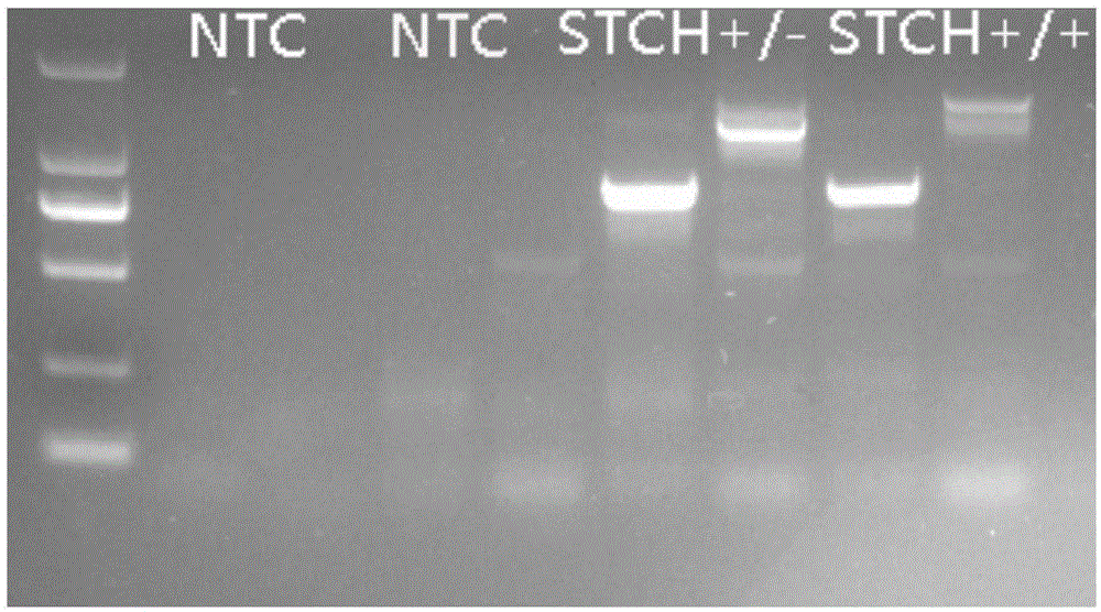 Building method and application of STCH gene knock-out animal model