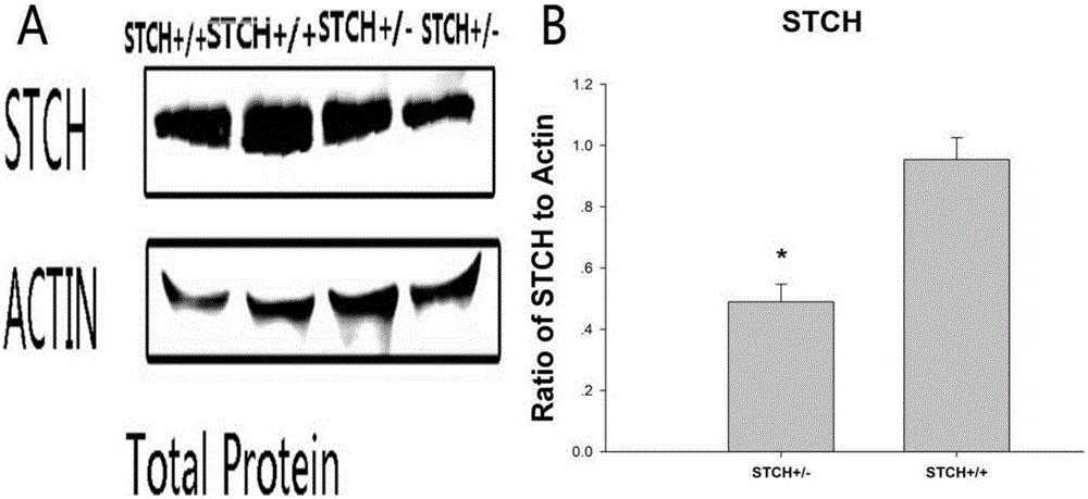 Building method and application of STCH gene knock-out animal model