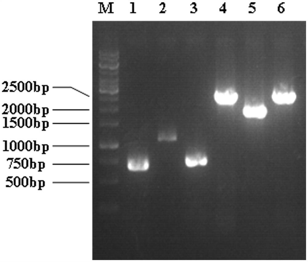 Genetically engineered bacterium for L-sarcosine production as well as construction method and application of genetically engineered bacterium