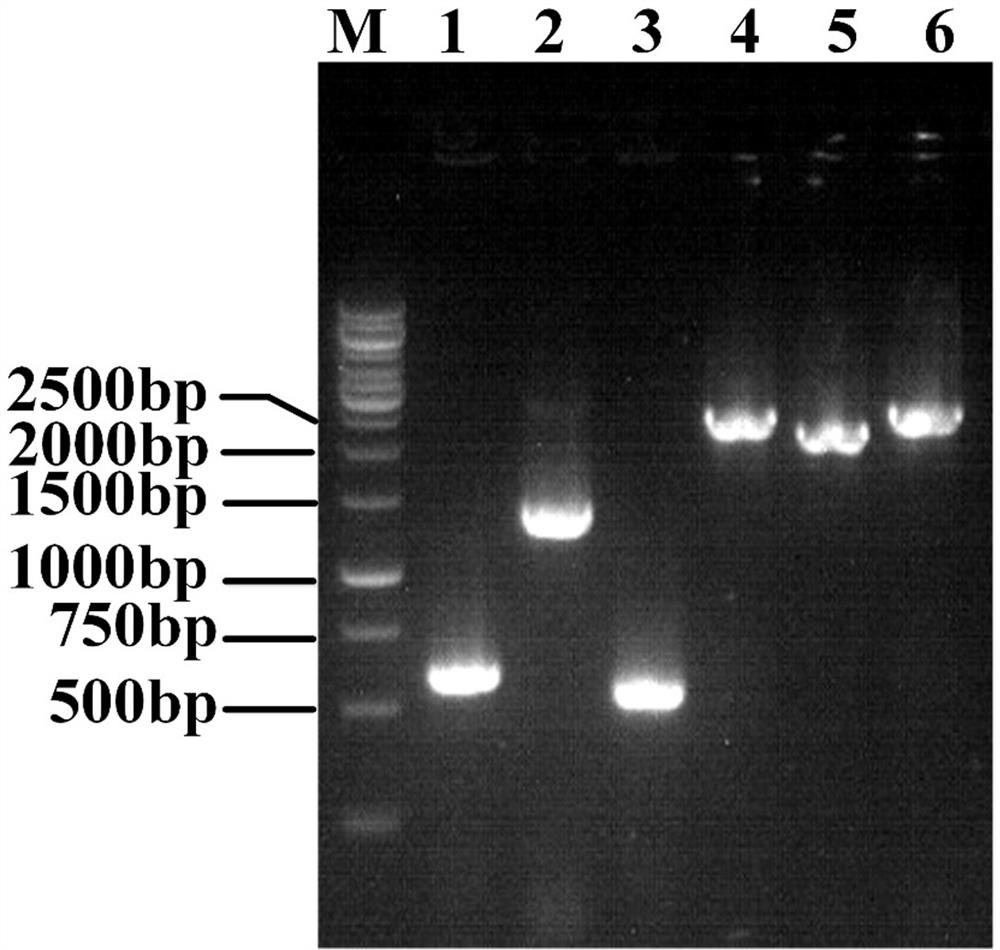 Genetically engineered bacterium for L-sarcosine production as well as construction method and application of genetically engineered bacterium