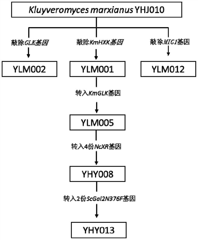 Construction and application of engineering strains that co-utilize glucose and xylose to produce xylitol