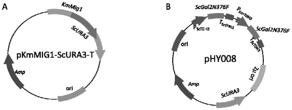 Construction and application of engineering strains that co-utilize glucose and xylose to produce xylitol