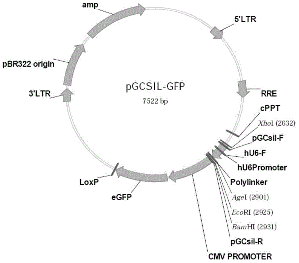 Uses and relevant drugs of human RPL34 (ribosomal protein L34) gene