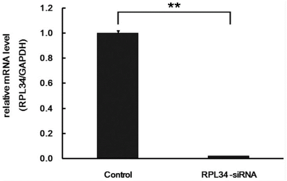 Uses and relevant drugs of human RPL34 (ribosomal protein L34) gene