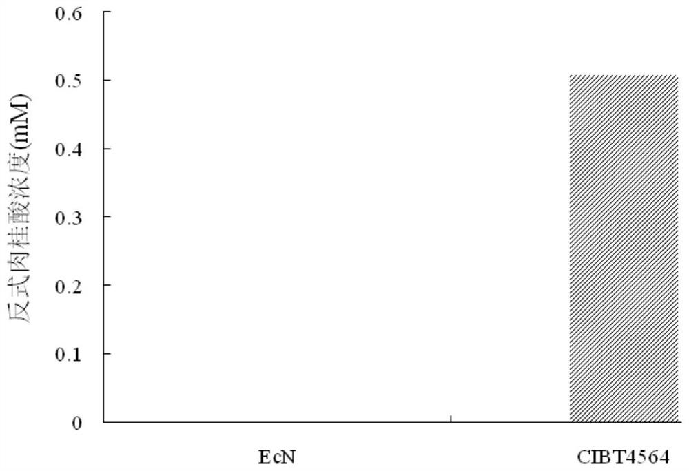 Engineering probiotics for treating phenylketonuria