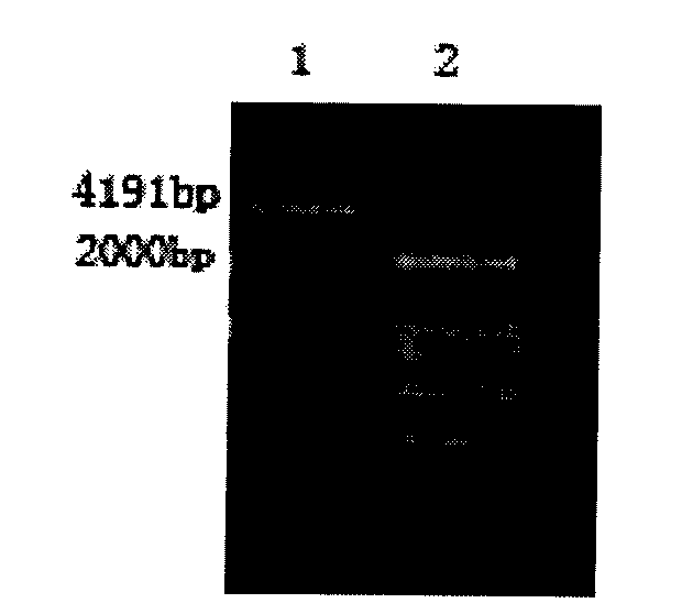 Universal expression vector for large transgenic green alga and transformation expression method thereof