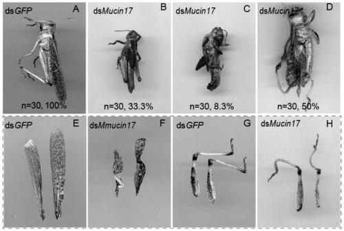 Migratory locust Mucin17 and coding gene and application thereof