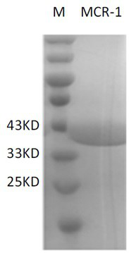 Mouse anti-MCR-1 protein hybridoma cell strain, monoclonal antibody and application